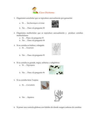Clave Dicótoma

1. Organismo unicelular que se reproduce asexualmente por gemación

       a. Sí … Saccharomyces cervisiae

       b. No … Pase a la pregunta #2

2. Organismo multicelular que se reproduce asexualmente y        produce conidias
   multicelulares
     a. Sí … Pase a la pregunta #3
     b. No … Pase a la pregunta #4

3. Si su conidia es hialina y alargada
       a. Sí … Fusarium



       b. No … Pase a la pregunta #5



4. Si su conidia es grande, negra, solitaria y subglobosa
       a. Sí … Nigrospora



       b. No … Pase a la pregunta #6



5. Si su conidia tiene 3 septas

       a. Sí … Curvularia




       b. No … Bipolaris




6. Si posee una vesícula globosa con fialides de donde surgen cadenas de conidias
 