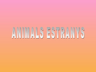 ANIMALS ESTRANYS 