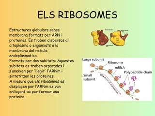 ELS RIBOSOMES Estructures globulars sense membrana formats per ARN i proteïnes. Es troben dispersos al citoplasma o enganxats a la membrana del reticle endoplàsmatica. Formats per dos subitats: Aquestes subitats es troben separades i s’uneixen per ‘‘llegir’’ l’ARNm i sintetitzan les proteïnes.  A mesura que els ribosomes es desplaçen per l’ARNm es van enllaçant aa per formar una proteïna. 