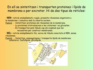 En ell se sintetitzen i transporten proteïnes i lípids de membrana o per excretor. Hi da dos tipus de reticles: ·   RER –  reticle endoplàsmatic rugós, presenta ribosomes engatxats a la membrana i comunica amb la coberta nuclear. Funció:   --  Sintetitzar proteïnes als ribosomes de la membrana. --  La proteïnes s’introdueixen a les cisternes i es glicosilen. --  Es transporten pels túbuls cap als orgànuls que les   necessiten per construir membranes. ·   REL –  reticle endoplàsmatic llis, xarxa de túbuls conectats al RER, sense ribosomes. Funció:   --  Sintetitza, emmagatzema i transporta lípids de membrana    colesterol, fosfolípids, glicolípids. 
