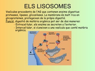 ELS LISOSOMES Vesícules procedents de l’AG que contenen enzims digestius: proteases, lipases, glicosilases. La membrana és molt rica en glicoproteïnes, protegeixen de la pròpia digestió. Funció , digestió de matèria orgànica pot ser de dos maneres: -  Extracel·lular, els enzims se secreten a l’exterior. -  Intercel·lular, si s’uneixen a una vesícula que conté matèria  orgànica. 