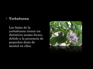 Yerbabuena Las hojas de la yerbabuena tienen un distintivo aroma fresco, debido a la presencia de pequeñas dosis de mentol en ellas.  