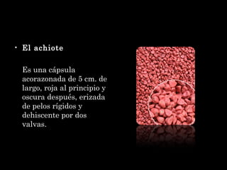 El achiote Es una cápsula acorazonada de 5 cm. de largo, roja al principio y oscura después, erizada de pelos rígidos y dehiscente por dos   valvas.   