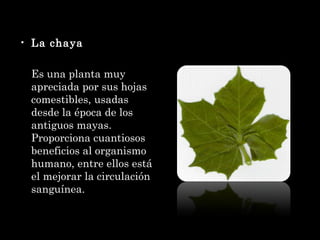 La chaya Es una planta muy apreciada por sus hojas comestibles, usadas desde la época de los antiguos mayas. Proporciona cuantiosos beneficios al organismo humano, entre ellos está el mejorar la circulación sanguínea. 