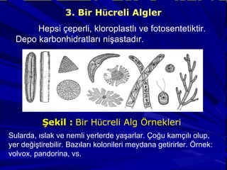 3. Bir Hücreli Algler
Hepsi çeperli, kloroplastlı ve fotosentetiktir.
Depo karbonhidratları nişastadır.
Şekil : Bir Hücreli Alg Örnekleri
Sularda, ıslak ve nemli yerlerde yaşarlar. Çoğu kamçılı olup,
yer değiştirebilir. Bazıları kolonileri meydana getirirler. Örnek:
volvox, pandorina, vs.
 