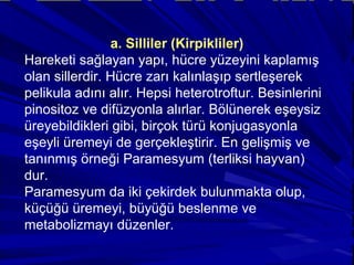 a. Silliler (Kirpikliler)
Hareketi sağlayan yapı, hücre yüzeyini kaplamış
olan sillerdir. Hücre zarı kalınlaşıp sertleşerek
pelikula adını alır. Hepsi heterotroftur. Besinlerini
pinositoz ve difüzyonla alırlar. Bölünerek eşeysiz
üreyebildikleri gibi, birçok türü konjugasyonla
eşeyli üremeyi de gerçekleştirir. En gelişmiş ve
tanınmış örneği Paramesyum (terliksi hayvan)
dur.
Paramesyum da iki çekirdek bulunmakta olup,
küçüğü üremeyi, büyüğü beslenme ve
metabolizmayı düzenler.
 