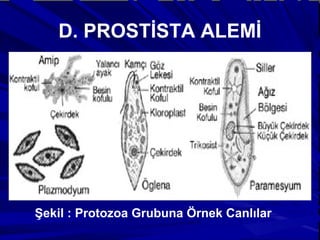 D. PROSTİSTA ALEMİ
Şekil : Protozoa Grubuna Örnek Canlılar
 