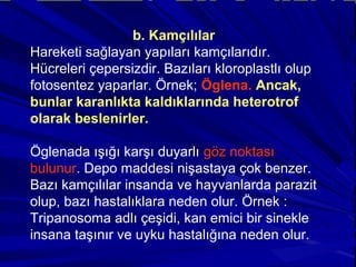 b. Kamçılılar
Hareketi sağlayan yapıları kamçılarıdır.
Hücreleri çepersizdir. Bazıları kloroplastlı olup
fotosentez yaparlar. Örnek; Öglena. Ancak,
bunlar karanlıkta kaldıklarında heterotrof
olarak beslenirler.
Öglenada ışığı karşı duyarlı göz noktası
bulunur. Depo maddesi nişastaya çok benzer.
Bazı kamçılılar insanda ve hayvanlarda parazit
olup, bazı hastalıklara neden olur. Örnek :
Tripanosoma adlı çeşidi, kan emici bir sinekle
insana taşınır ve uyku hastalığına neden olur.
 