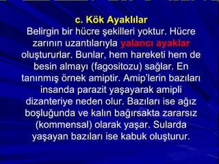 c. Kök Ayaklılar
Belirgin bir hücre şekilleri yoktur. Hücre
zarının uzantılarıyla yalancı ayaklar
oluştururlar. Bunlar, hem hareketi hem de
besin almayı (fagositozu) sağlar. En
tanınmış örnek amiptir. Amip’lerin bazıları
insanda parazit yaşayarak amipli
dizanteriye neden olur. Bazıları ise ağız
boşluğunda ve kalın bağırsakta zararsız
(kommensal) olarak yaşar. Sularda
yaşayan bazıları ise kabuk oluşturur.
 