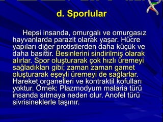 Hepsi insanda, omurgalı ve omurgasızHepsi insanda, omurgalı ve omurgasız
hayvanlarda parazit olarak yaşar. Hücrehayvanlarda parazit olarak yaşar. Hücre
yapıları diğer protistlerden daha küçük veyapıları diğer protistlerden daha küçük ve
daha basittir.daha basittir. Besinlerini sindirilmiş olarakBesinlerini sindirilmiş olarak
alırlar. Spor oluşturarak çok hızlı üremeyialırlar. Spor oluşturarak çok hızlı üremeyi
sağladıkları gibi; zaman zaman gametsağladıkları gibi; zaman zaman gamet
oluşturarak eşeyli üremeyi de sağlarlar.oluşturarak eşeyli üremeyi de sağlarlar.
Hareket organelleri ve kontraktil kofullarıHareket organelleri ve kontraktil kofulları
yoktur. Örnek: Plazmodyum malaria türüyoktur. Örnek: Plazmodyum malaria türü
insanda sıtmaya neden olur. Anofel türüinsanda sıtmaya neden olur. Anofel türü
sivrisineklerle taşınır.sivrisineklerle taşınır.
d. Sporlulard. Sporlular
 