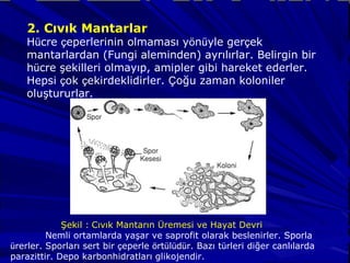 2. Cıvık Mantarlar
Hücre çeperlerinin olmaması yönüyle gerçek
mantarlardan (Fungi aleminden) ayrılırlar. Belirgin bir
hücre şekilleri olmayıp, amipler gibi hareket ederler.
Hepsi çok çekirdeklidirler. Çoğu zaman koloniler
oluştururlar.
Şekil : Cıvık Mantarın Üremesi ve Hayat Devri
Nemli ortamlarda yaşar ve saprofit olarak beslenirler. Sporla
ürerler. Sporları sert bir çeperle örtülüdür. Bazı türleri diğer canlılarda
parazittir. Depo karbonhidratları glikojendir.
 