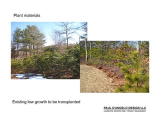 Prs   Landscape Buffers 2