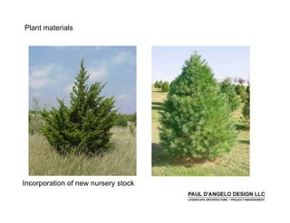 Prs   Landscape Buffers 2