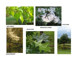 Prs   Landscape Buffers 2