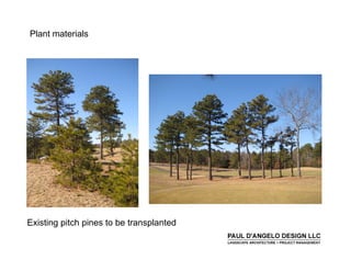 Prs   Landscape Buffers 2