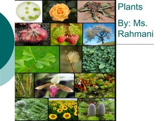 Plants  By: Ms. Rahmani 
