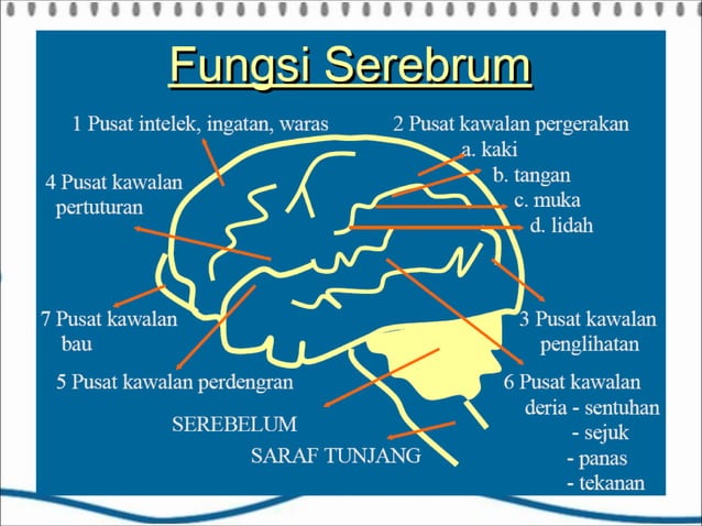 Power Point Anatomi & Fisiologi (Sistem Saraf) | PPT