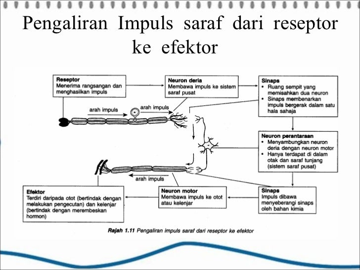 Power Point Anatomi & Fisiologi (Sistem Saraf)