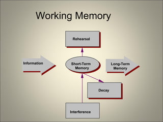 Working Memory Short-Term   Memory Decay Interference Rehearsal Information Long-Term Memory 