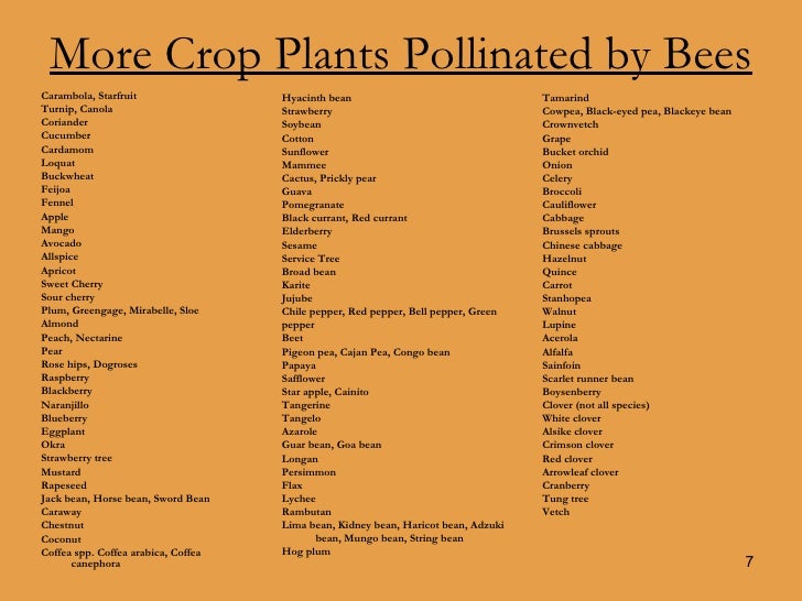 Bees, Pollination & Honey