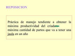 REPOSICION  Práctica de manejo tendiente a obtener la máxima productividad del criadero  máxima cantidad de partos que va a tener una  jaula  en un año 