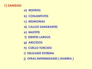 1) SANIDAD   RESFRIOS b)  CONJUNTIVITIS c)  NEUMONIAS d)  CALLOS SANGRANTES e)  MASTITIS f)  DIENTES LARGOS g)  ABSCESOS h)  CUELLO TORCIDO i)  DELGADEZ EXTREMA j)  OTRAS ENFERMEDADES ( DIARREA ) 