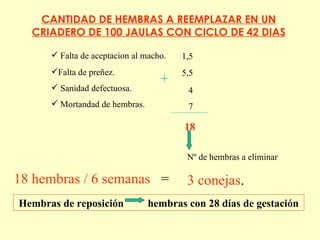 Hembras de reposición  hembras con 28 días de gestación CANTIDAD DE HEMBRAS A REEMPLAZAR EN UN CRIADERO DE 100 JAULAS CON CICLO DE 42 DIAS Falta de aceptacion al macho. Mortandad de hembras. Sanidad defectuosa. Falta de preñez. 1,5 7 4 5,5 + 18 18 hembras  /  6 semanas   = Nº de hembras a eliminar 3 conejas . 