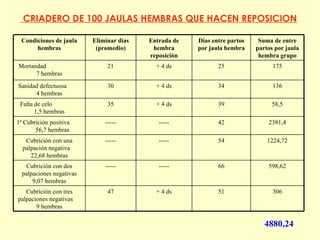 CRIADERO DE 100 JAULAS HEMBRAS QUE HACEN REPOSICION 4880,24  306 51 + 4 ds 47 Cubrici ó n con tres palpaciones negativas  9 hembras 598,62 66 ----- ----- Cubrici ó n con dos palpaciones negativas 9,07 hembras 1224,72 54 ----- ----- Cubrici ó n con una palpaci ó n negativa  22,68 hembras 2381,4 42 ----- ----- 1ª  C ubrici ó n positiva  56,7 hembras 58,5 39 + 4 ds 35 Falta de celo  1,5 hembras 136 34 + 4 ds 30 Sanidad defectuosa  4 hembras 175 2 5 + 4 ds 21 Mortandad  7 hembras Suma de entre partos por jaula hembra grupo Días entre partos por jaula hembra Entrada de hembra reposición Eliminar días (promedio) Condiciones de jaula hembras 