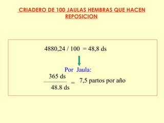 CRIADERO DE 100 JAULAS HEMBRAS QUE HACEN REPOSICION 4880,24  /  100  = 48,8 ds Por  Jaula: 365 ds = 7, 5  partos por año 48.8  ds 