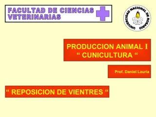 “  REPOSICION DE VIENTRES “ PRODUCCION ANIMAL  I “  CUNICULTURA “ Prof. Daniel Lauria FACULTAD DE CIENCIAS VETERINARIAS UNIVERCIDAD NACIONAL DE ROSARIO 