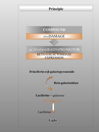 Luciferase Luciferine  + galactose  D-luciferin-o- β- galactopyranoside Beta-galactosidase Principle 