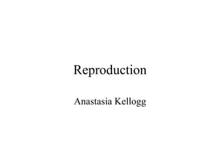 Reproduction Anastasia Kellogg 