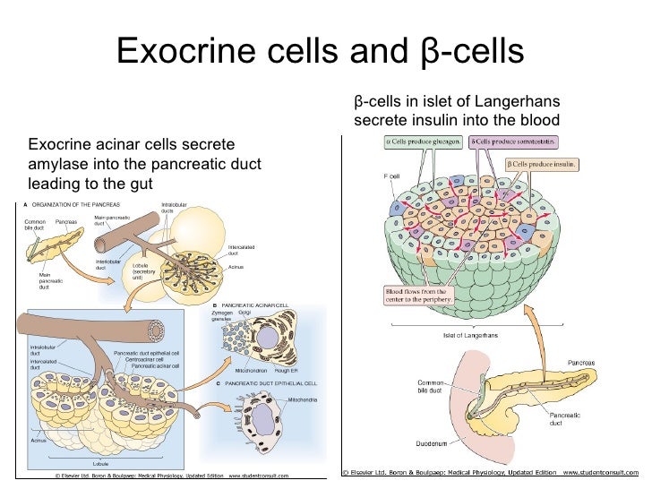 Reprogramming Pancreatic Cells