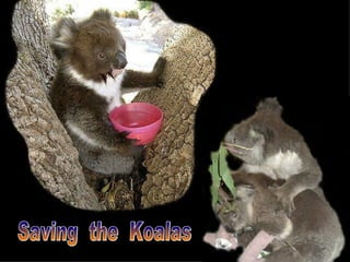 Saving  the  Koalas 
