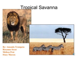 Tropical Savanna
By: Amanda Trompeta
Roxanna Secas
Melissa Prat
Stacy Marcos
 