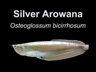 Silver Arowana Osteoglossum bicirrhosum   