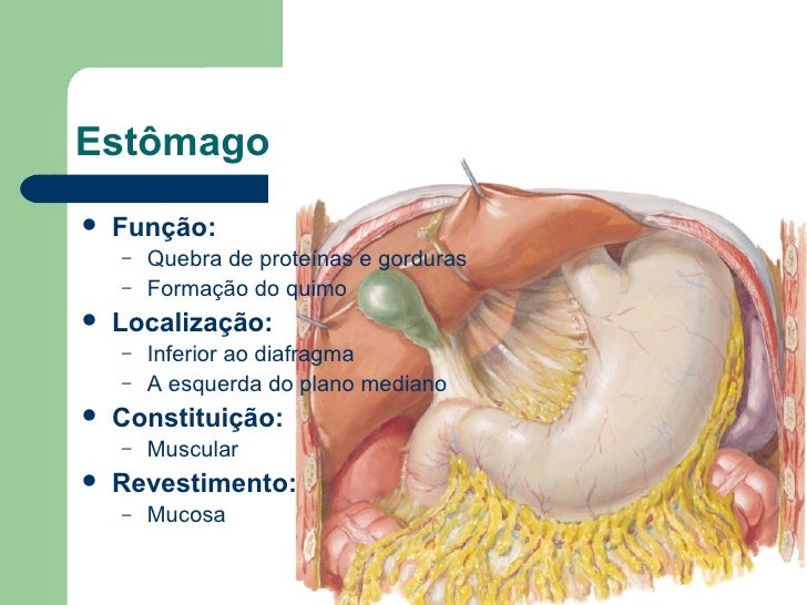 Sistema Digestório