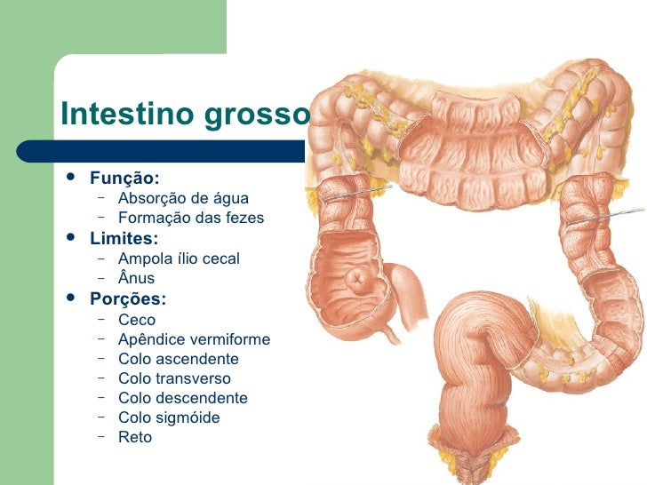 Principais Funções Do Intestino Grosso E Delgado Tua Saúde Mobile Legends Principais Funções Do Intestino Grosso E Delgado Tua Saúde Mobile Legends