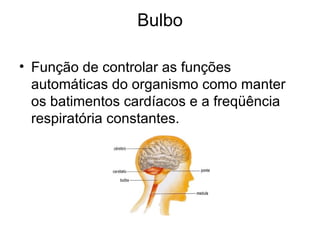 Bulbo Função de controlar as funções automáticas do organismo como manter os batimentos cardíacos e a freqüência respiratória constantes.  