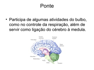 Ponte Participa de algumas atividades do bulbo, como no controle da respiração, além de servir como ligação do cérebro à medula.  