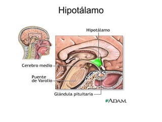 Hipotálamo 
