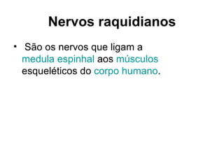 Nervos raquidianos São os nervos que ligam a  medula espinhal  aos  músculos  esqueléticos do  corpo humano .  