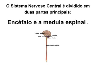 O Sistema Nervoso Central é dividido em duas partes principais : Encéfalo e a medula espinal  . 