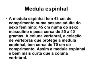 Medula espinhal A medula espinhal tem 43 cm de comprimento numa pessoa adulta do sexo feminino; 45 cm numa do sexo masculino e pesa cerca de 35 a 40 gramas. A coluna vertebral, a coleção de vértebras que protege a medula espinhal, tem cerca de 70 cm de comprimento. Assim a medula espinhal é bem mais curta que a coluna vertebral. 