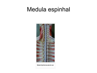 Medula espinhal 