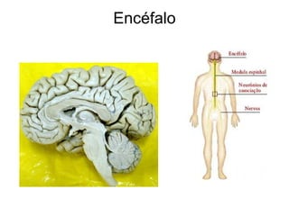 Encéfalo 