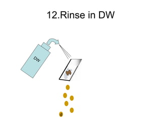12.Rinse in DW DW d 