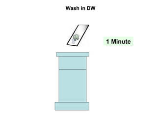 Wash in DW 1 Minute 
