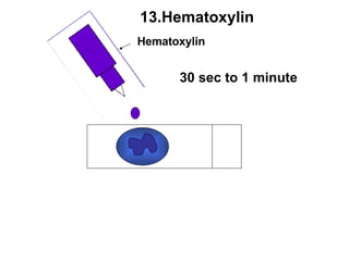 Hematoxylin 13.Hematoxylin 30 sec to 1 minute 