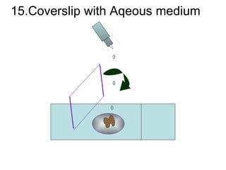 15.Coverslip with Aqeous medium 